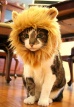 Cat_lion.jpg